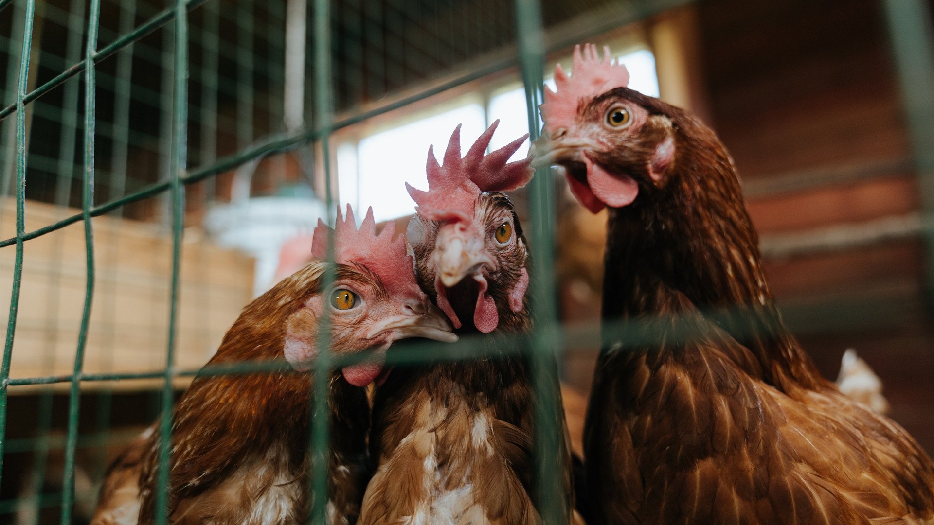 雷火电竞网址-黑暗中的银光，巴斯托尼致命一击诠释蓝鹰从未沉没的骄傲