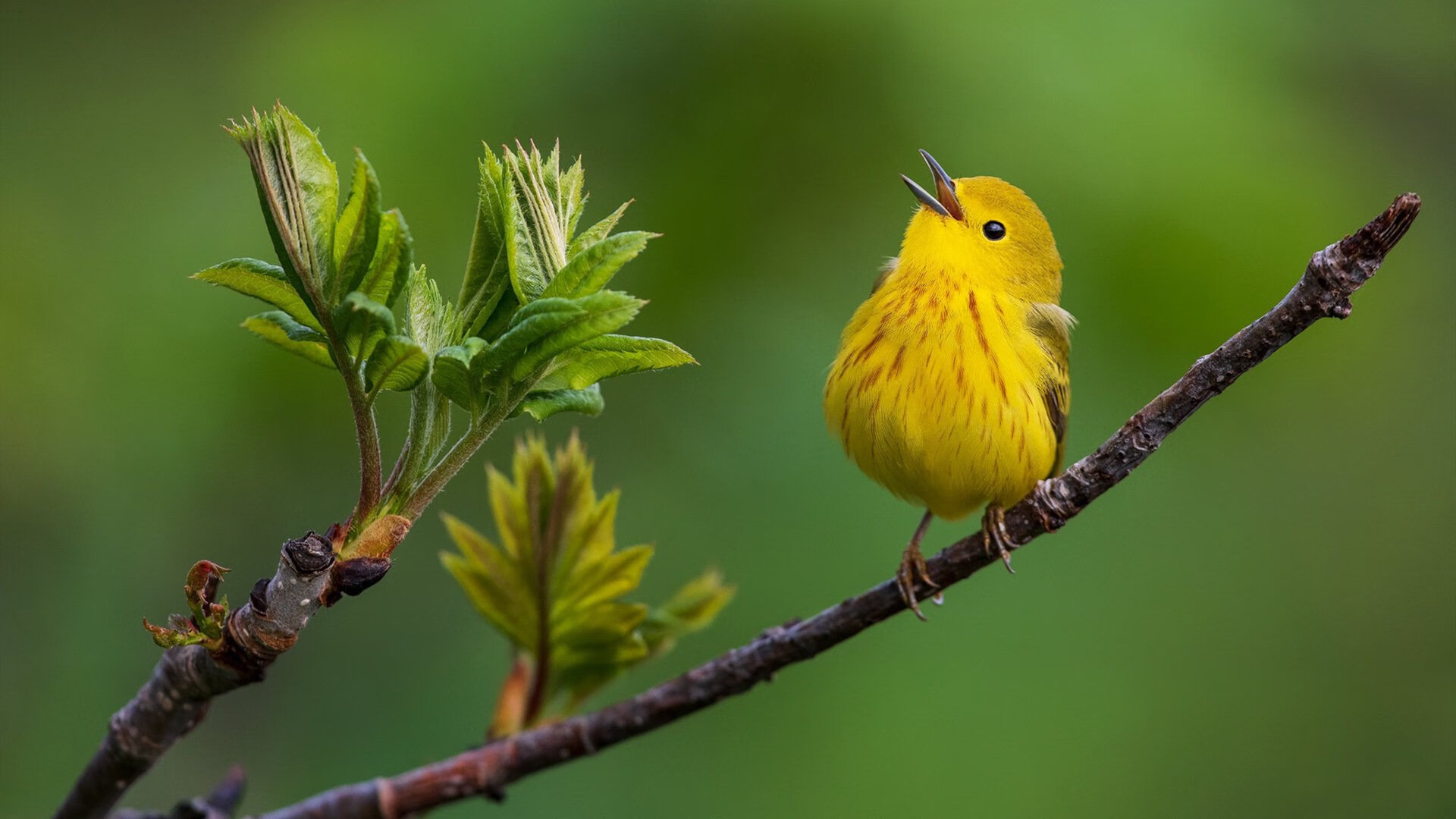雷火电竞亚洲先驱-利拉德终章奏鸣，黄蜂决胜局中奏响活塞安魂曲