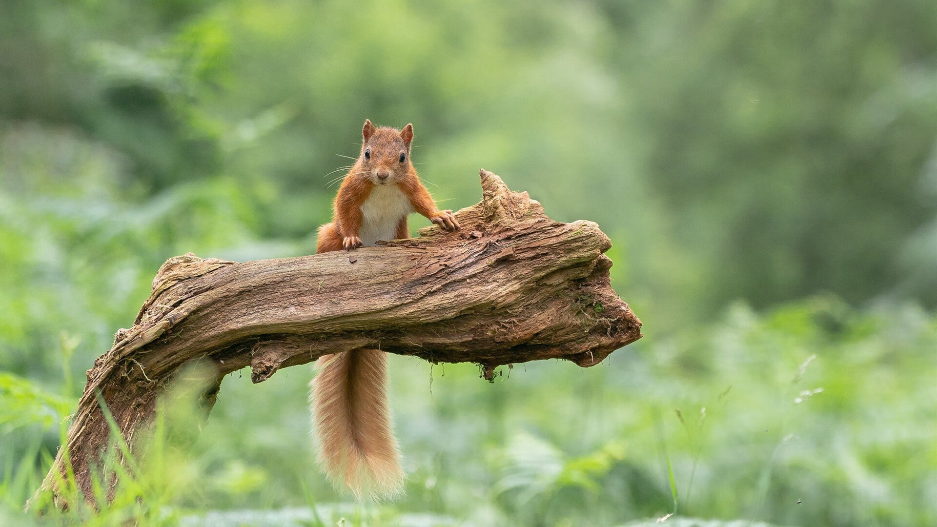 雷火电竞简介-图腾，杰伦·格林的抢七之夜与休斯顿失落的火种