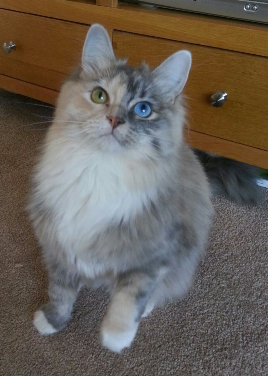 雷火电竞合作-2026世界杯焦点战，丹麦童话2.0，维京战吼淹没伊比利亚星辰