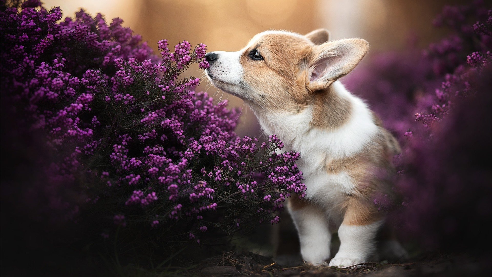 赛道与绿茵的双重奏，F1揭幕战焦点下的南美‘收割’秘鲁vs哥伦比亚的竞技哲思