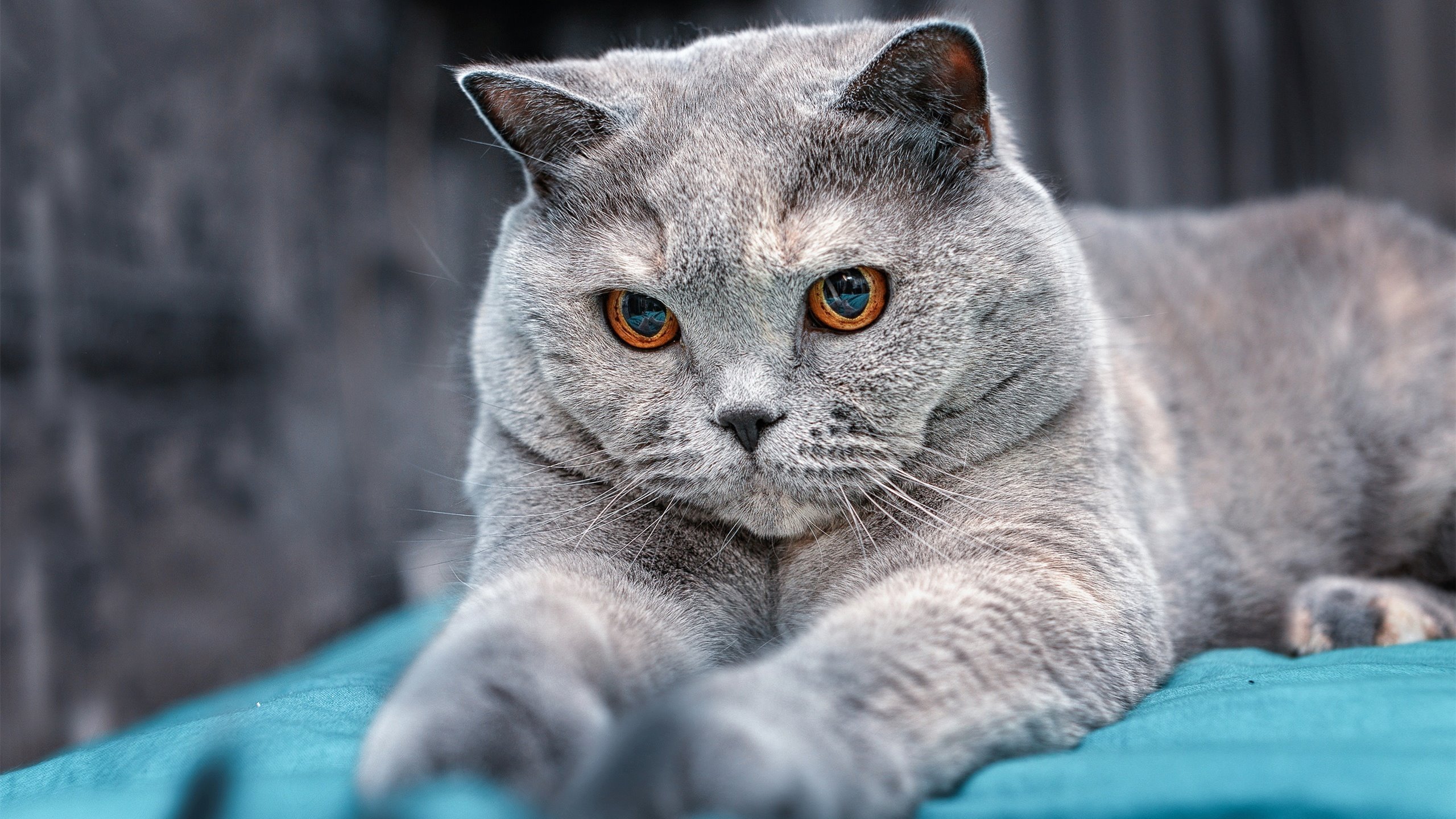 西亚卡姆狂飙36分导演逆转！深圳队末节一波流浇灭鹈鹕反扑