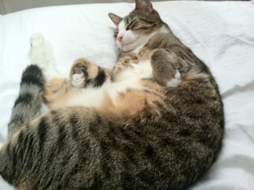 雷火电竞-冰与火的博弈，太阳焚毁王座之夜，戈贝尔的无声惊雷