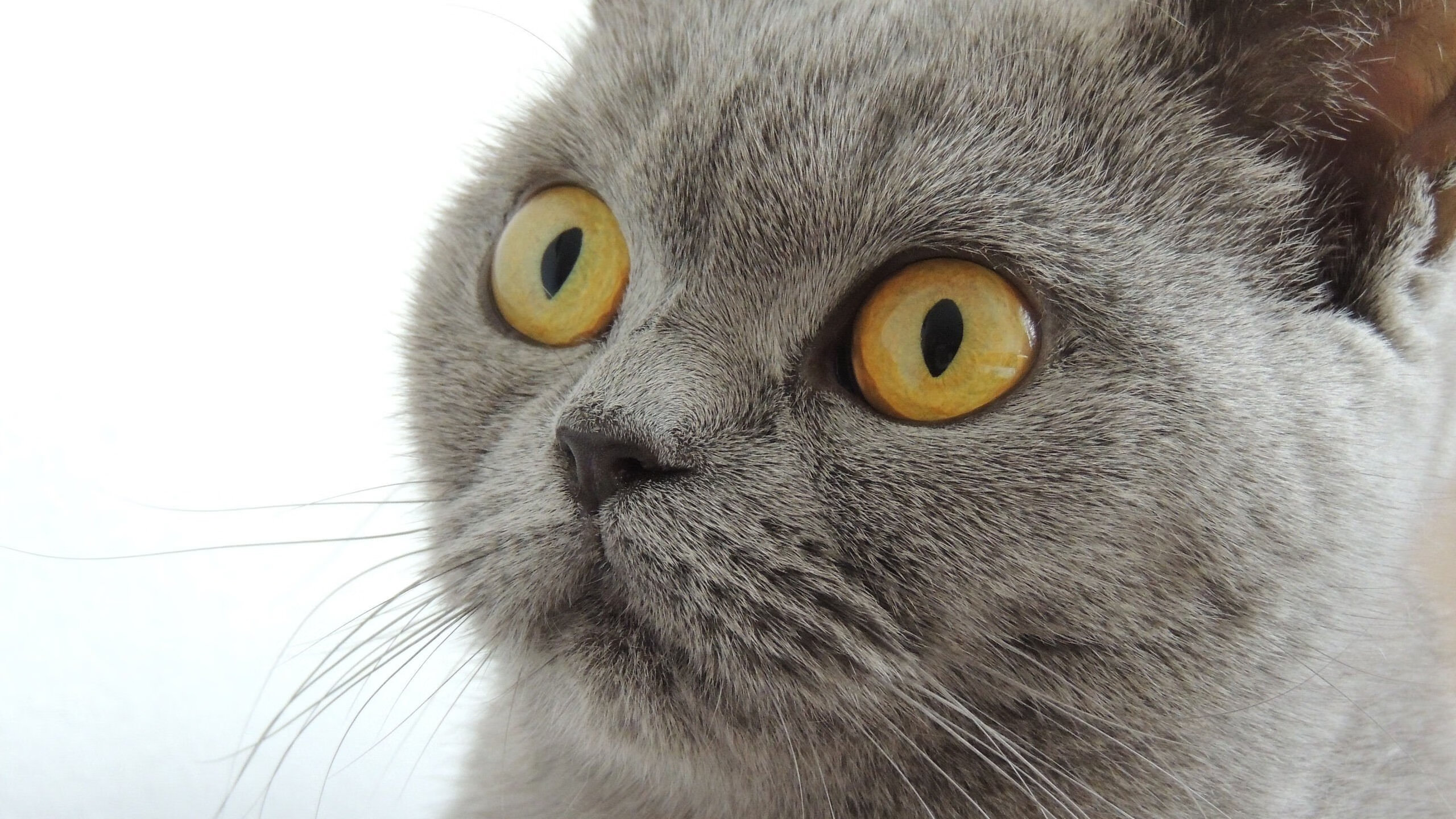 雷火电竞亚洲先驱-颠覆剧本，灰熊绝地逆转独行侠，恩比德末节封神一战封关键先生