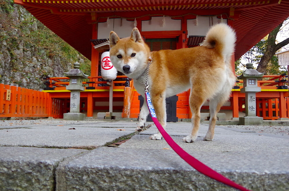 雷火电竞-金字塔下的北欧之光，厄德高绝杀助埃及赢得生死战，一夜成法老新宠