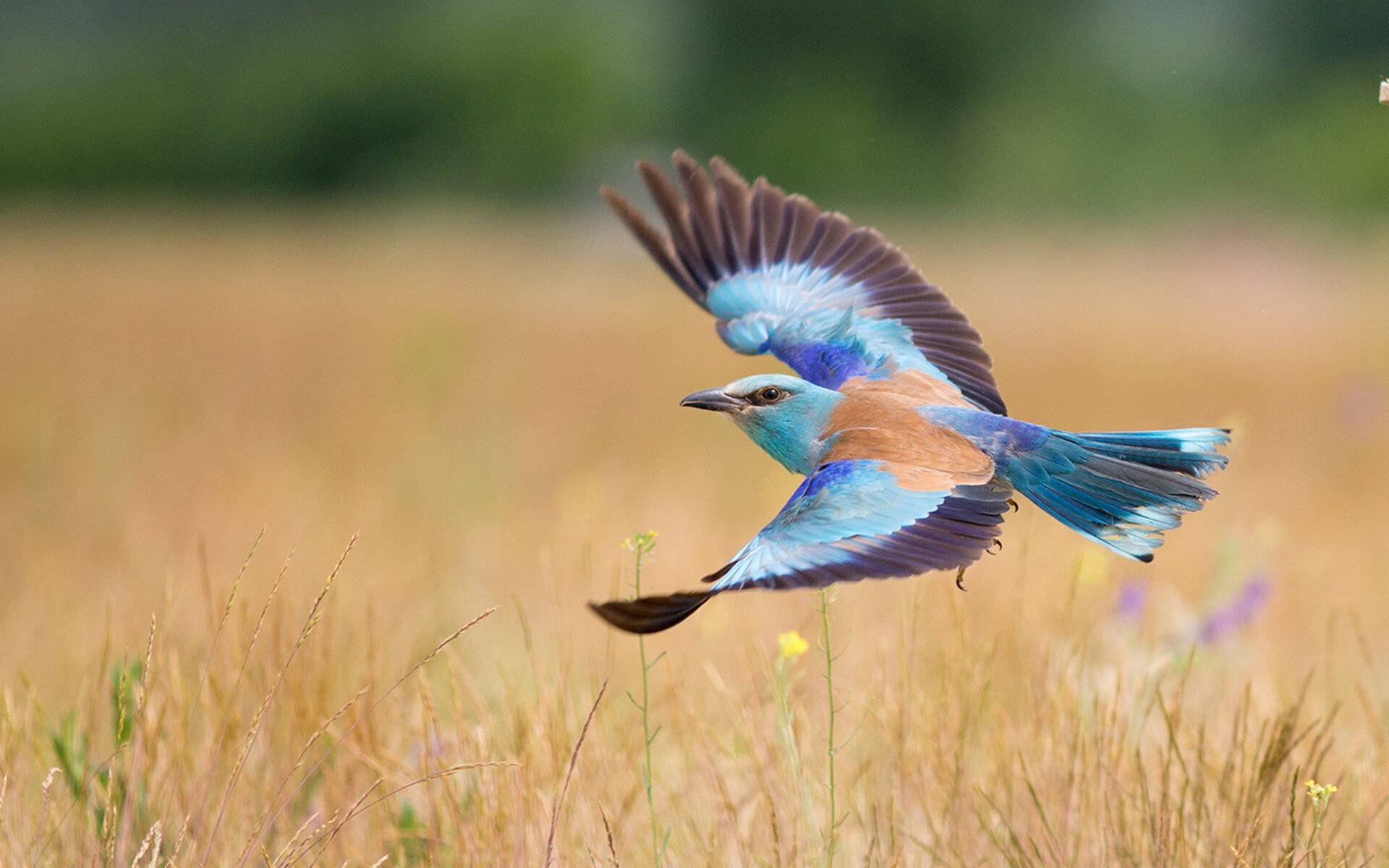 数据狂飙，当国际米兰的托尼在友谊赛中踢出了足球经理外挂级表现