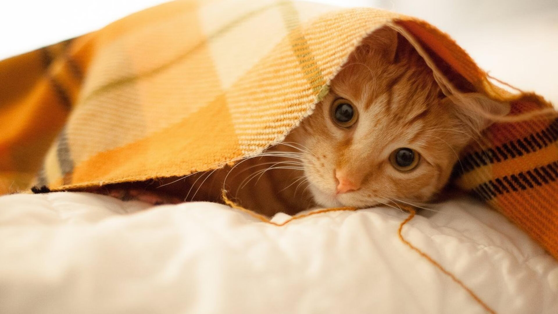 封锁与解放，当瓜迪奥拉的矩阵遇见三笘薰的闪电