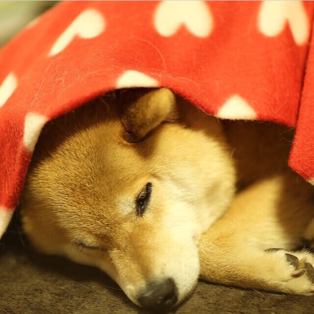 北方有鹰，范弗利特嗜血狂飙，骑士重铸铁骑荣光