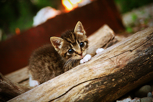 烽火拉各斯，阿坎吉铁闸咆哮，非洲雄鹰鏖战厄瓜多尔酋长