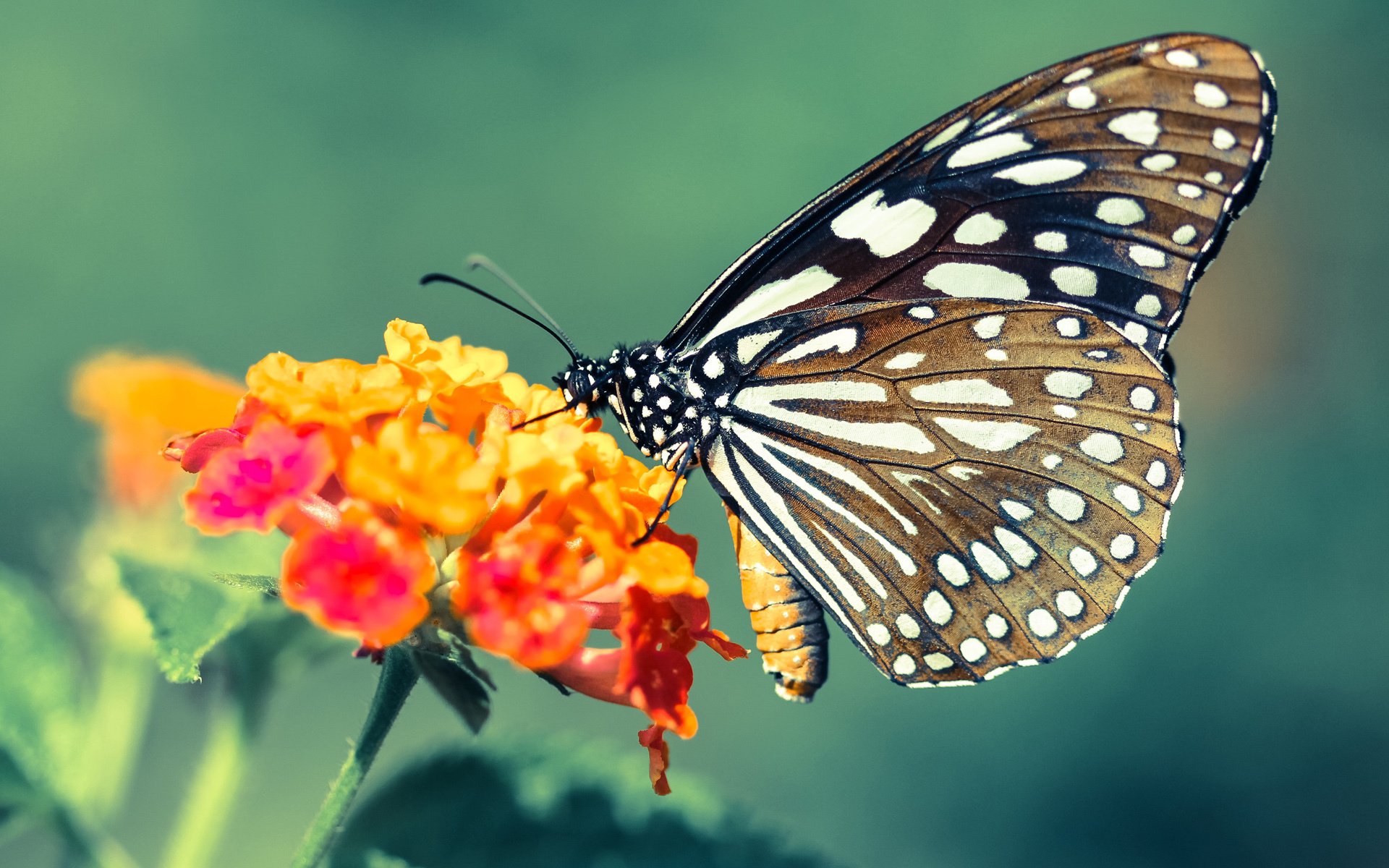 雷火电竞合作-意甲焦点战之夜，罗德里戈的统治级存在如何重新定义比赛的艺术