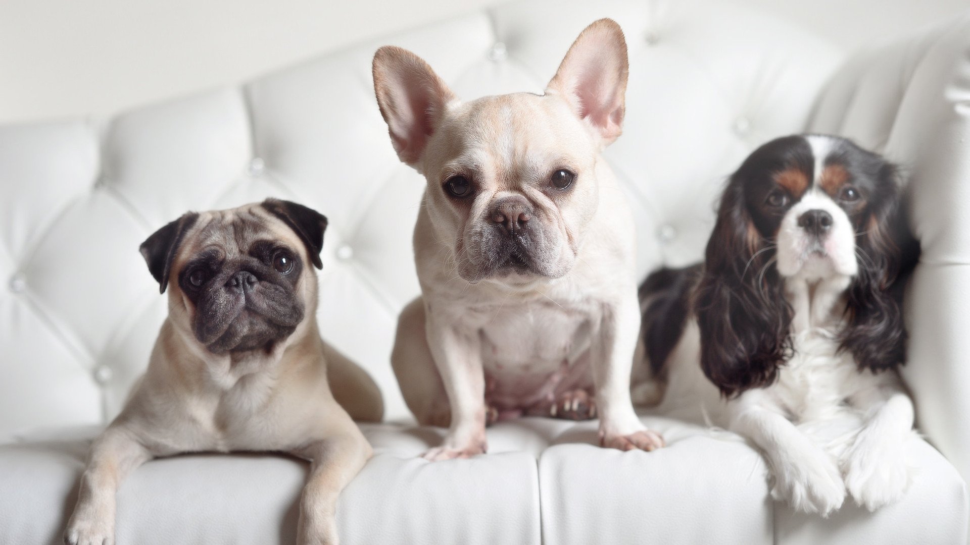 雷火电竞简介-法兰西铁骑的沉默，贝林厄姆魔法如何让贝蒂斯在欧冠之夜碾压法国足球